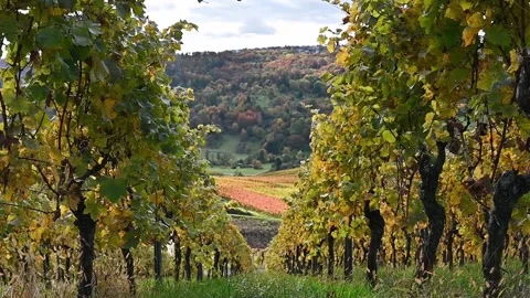 View between two autumnal vineyard rows - HD Stock Footage 147554677