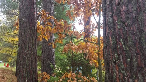 View Between Two Large Pine Trees Revealing Vibrant Autumn Woods Stock Footage 348526954