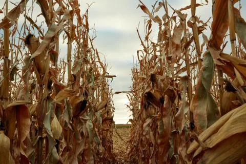 View between two rows of dry corn plants Stock Photos