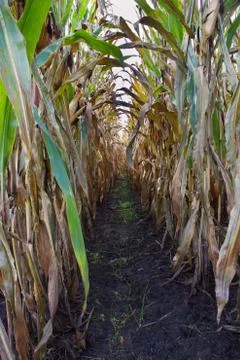 View between two rows of tall Maize plants Stock Photos