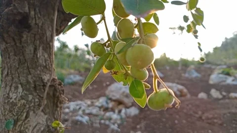 The view of the bidara fruit is light green Video stock 318904711