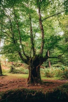 View of a big beech tree in autumn with a calm and mystical atmosphere. Bee.. Stock Photos