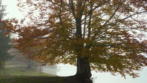 View of big beech tree on Lake Bohinj shore in Slovenia Stock Footage 169745413