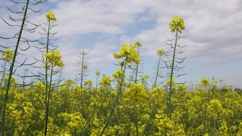 View of a big field wit rapeseed flower plants against blue sky Stock Footage 194694987