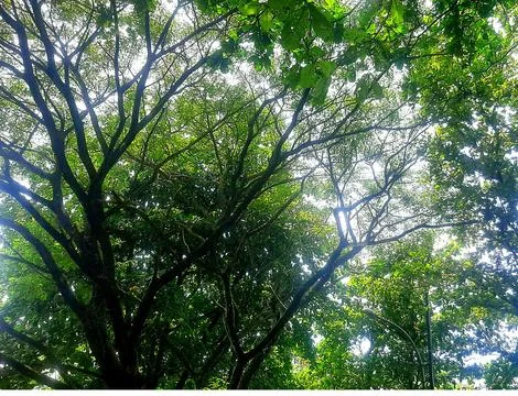 View of big green tree branches Stock Photos