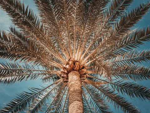 View on a big palm tree from below against the sky Stock Photos