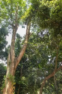 View of the big Tree from below Stock Photos