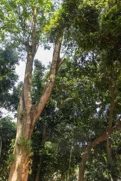 View of the big Tree from below Stock Photos