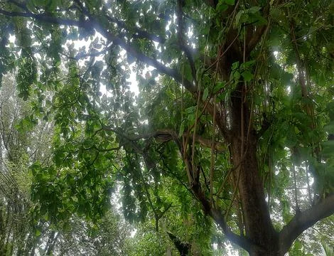 The view of the big tree feels elegant in the wild forest Stock Photos