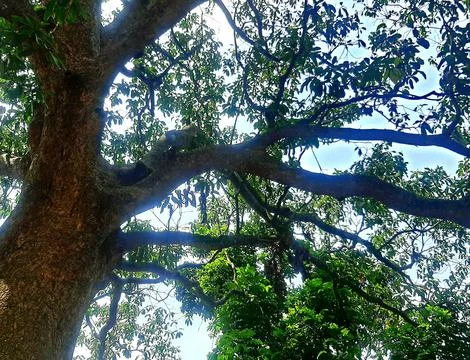 View of big tree in forest Stock Photos