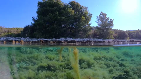 View of a big tree then sliding into the underwater Stock Footage 231855883