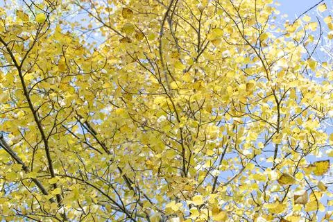 View of the birch from bottom to top, branches and trunk of the birch tree Stock Photos
