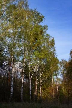 View of birch in the sun in the forest Stock Photos