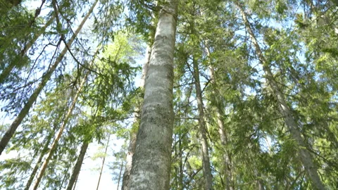 View of the birch tree with the chaga mushroom Stock Footage 138567811