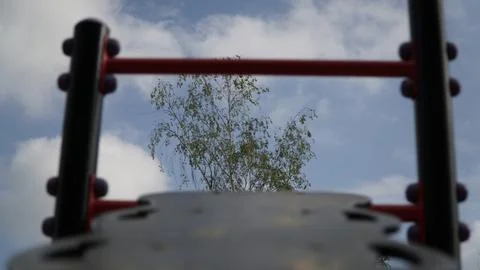 View of Birch Tree from Exercise Bench at Outdoor Gym (Sharp Birch, Blurred Stock Photos