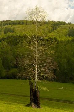 A view of a birch tree growing from an old burnt tree, against the background Stock Photos