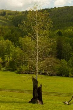 A view of a birch tree growing from an old burnt tree, against the background Stock Photos