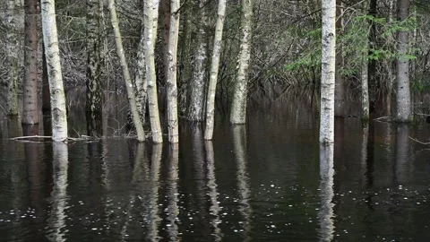 View of birch trees in a flooded forest in Sweden. Stock-Footage 339916804