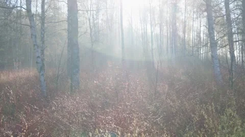 View of birch trees in the morning mist in Sweden. Stock-Footage 335608037