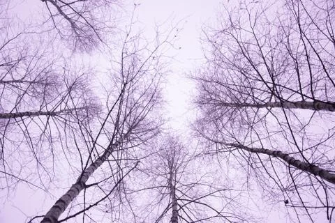 View of birch trees Foto stock