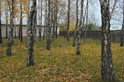 View at birch trees stems during autumn time Stock Photos
