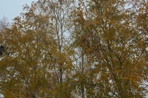 View at birch trees stems during autumn time Stock Photos