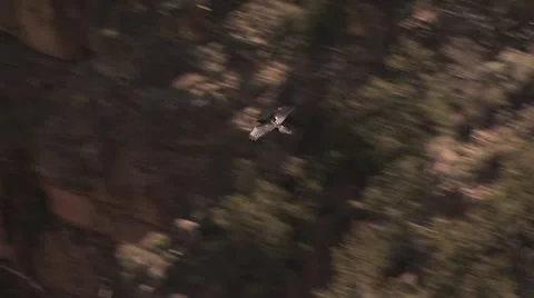 View of Bird Flying Over the Grand Canyon In Arizona Stock-Footage 19200825