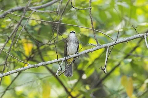 View of bird in nature Stock Photos