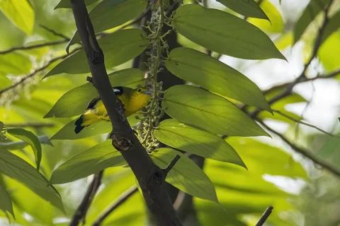 View of bird in nature Stock Photos
