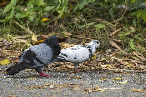View of bird in nature Stock Photos