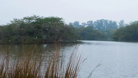 View of a bird sanctuary, lake in the forest Stock Footage 296788341