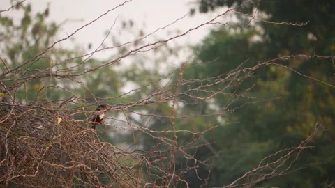 View of bird sitting on the branches of dry tree, Bird sitting on tree branch Vídeo Stock 151950486