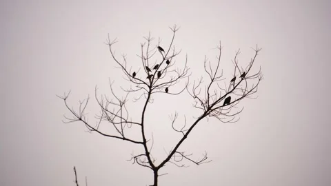 View of birds on a bare tree. Stock-Footage 343683638