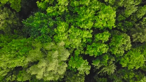 View from the bird's eye view over forest morning of flight. Stock Footage 138883128