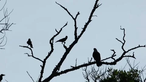 The view of birds fighting over tree branches Stock Footage 254862459