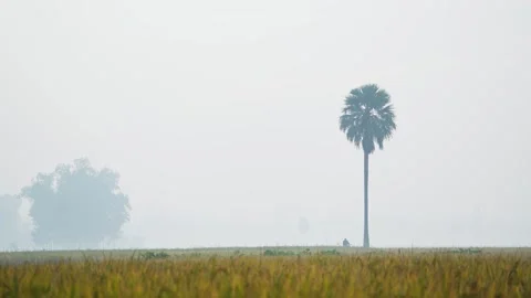 View of birds flying over misty fields in Bogura, Bangladesh. Vídeos de archivo 335620569