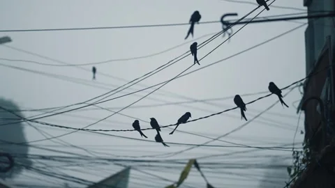 View of birds perched on power lines, Bangladesh. 動画素材 335613935