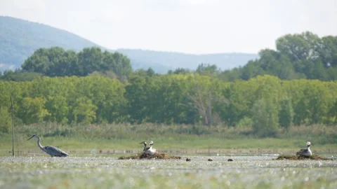 View of Birds Sitting on Nests in Shallow Water in Nature Reserve Stock Footage 245429392