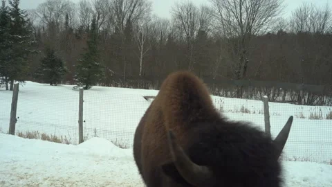 View of a Bison in Parc Omega Stock Footage 147405341