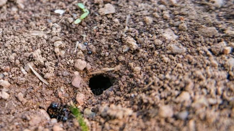 View of black ants working on ground nest,animal insect life sunrise timelapse Stock Footage 141724384