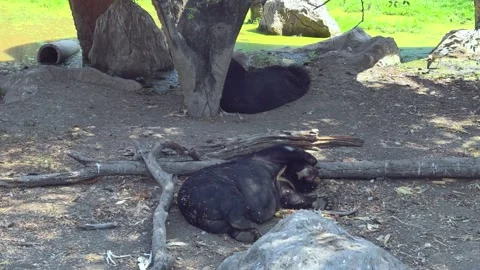 A view of the black bears sleeping. Black bear resting. Safari world. Video stock 306363074