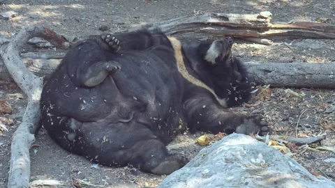 A view of the black bears sleeping. Black bear resting. Safari world. Stock Footage 306371817