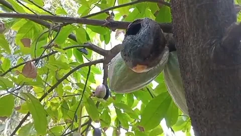 View of black cocoa fruit in the garden Stock Footage 315948815