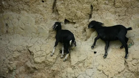 View of black goats climbing a steep earth wall in Bangladesh. Vídeos de archivo 336414057