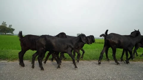 View of black goats walking on a road in Bogura, Bangladesh. Stockbeeldmateriaal 336413912