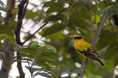View of a black-naped oriole in nature Stock-Fotos