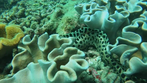View of black spotted moray eel hiding in finger leather and table branching and Stock-Footage 240483389