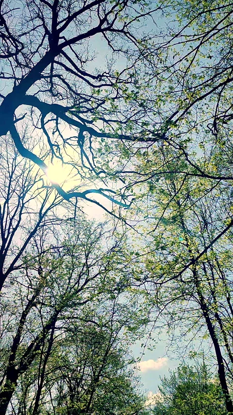 View black tree branches fresh young bright green leaves sun shining Vertical Stock Footage 301988848