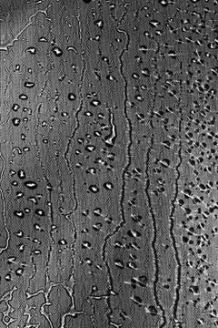 View on a black-white background with the texture of flowing drops of water o Stock Photos