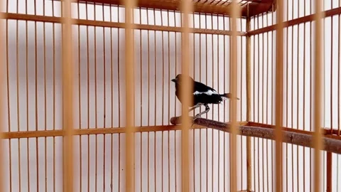 A view of a blackbird in a cage Stock Footage 146254994